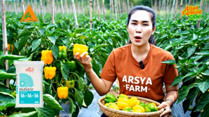 Pupuk NPK Mutiara 16 16 16 Kemasan 1000 Gram