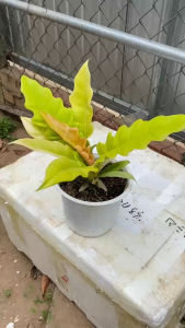 Chậu cây Cung Đàn Vàng - Tổng thể tầm 25-35 cm - Trang trí bàn làm việc mang tài lộc!