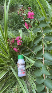 Elipara trùng mỏ neo chiết ra 5ml 10ml 20ml từ chai 50ml.