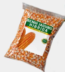 Benih / Bibit Jagung Hibrida Kering Super Unggul /Kemasan 1=kg Siap Tanam