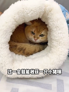 ถุงนอนสำหรับสัตว์เลี้ยง ถุงนอนแมว การออกแบบกึ่งปิด อุปกรณ์สัตว์เลี้ยง ถุงนอนสำหรับสุนัขและแมว