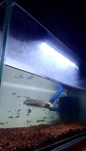Lampu LED Celup Aquarium Aquascape 40 cm L400 T4 Putih Biru Promo Murah