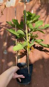 Cây Sung Mỹ - giống Black Genoa - Tổng thể khoảng 50-60 cm - Cây sắp cho trái!