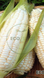 [EcoSeeds] Hạt Giống Bắp Nếp Nù Siêu Dẻo (Ngô Nếp) - Trái Dạng Nù Hạt Màu Sữa Mềm Dẻo - Gói 100g