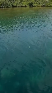 Umpan Pancing Minnow UL Casting | Hayumake SARABANA Minnow Sinking