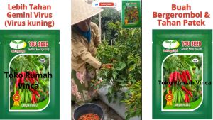 Benih Bibit Cabe Rawit Iji ORION HIJAU 500s You Seed Tipe Siramos
