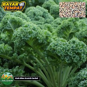 50 BUTIR BIJI/BENIH KALE KERITING DWARF BLUE SCOTCH CURLED