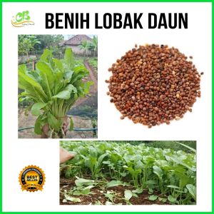 (50 gram) Benih lobak daun  bibit lobak daun lalap