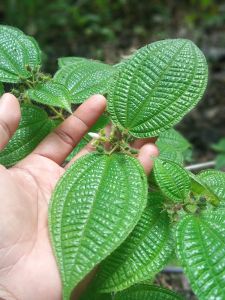 Daun harendong muda segar bugar kemasan 200 gram fresh siap kirim