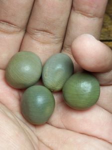 batu buah bambu puser bumi istimewa