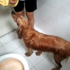 ผ้าชามัวร์สังเคราะห์ นำเข้าจากเยอรมัน ผ้าอเนกประสงค์ ผ้าเช็ดขนสัตว์ ขนสุนัข ขนแมว เช็ดรถ ไม่ทิ้งคราบน้ำ