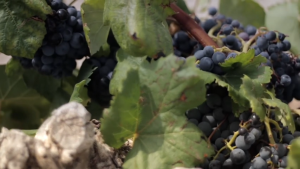 Atalaya Alaya Tierra 2020 Spain Almansa Garnacha Tintorera Red Wine 750ml 16%