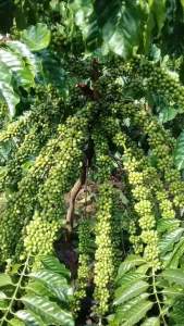 Entres Kopi klon Arsyad 30 ranting Tunas Raja