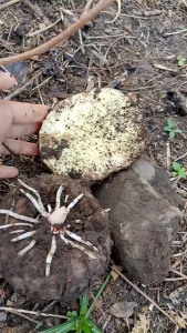 Murah 1kg Umbi Suweg Segar / Talas Suweg / Umbi Iles Fresh Alami