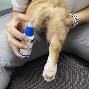 Trị nấm ngứa vảy nến rụng lông Fungikur - mọi dòng chó poodle corgi pug v.v | BossDog