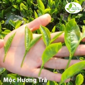 Trà Tân Cương Thái Nguyên Hương Vị Hoa Nhài 200g Thơm Ngọt Hậu  Trà Xanh Mộc Hương Trà Trà Hoa Lài Tân Cương Thái Nguyên 200g