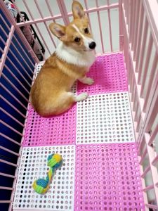 Hugopet Alas Kandang Kucing Anjing Hewan Kennel Carpet Mat Kelinci Anti Slip Polkadot Dapur Mat Non-Slip Karpet Kamar Mandi Anti Licin30x30CM