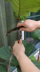 Reusable พืชราก Ball ปลูกผมเนอสเซอรี่ Ball sapling propagation grafting บ้านสวนเสริม Breeding Case