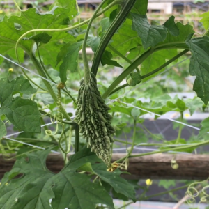 เมล็ดพันธุ์ มะระขี้นกลงกา (ซองรีเทล)