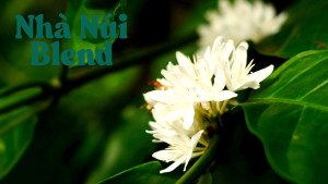 250gr Cà Phê Blend Nhà Núi - 70% Robusta 30% Arabica | Hương Đậm Hậu Ngọt | Xay Phin Xay Máy Nguyên Hạt