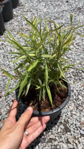 ต้นไผ่แมว หญ้าไผ่เงิน หญ้าแมว ซื้อเยอะราคายิ่งถูก Thyrsostachys siamensis Gamble