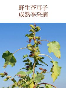 Nasal Mucosa Repairing Olive Oil Nasal Blood Drying Moisturizing Nourishing Cream Childrens Noses Contra-Plaster Nasal Oil