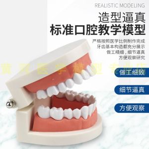 Dental Care Learning Teeth Model
