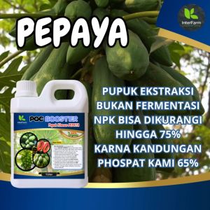 Pupuk pelebat buah pepaya: Pupuk untuk tanaman pepaya, Pupuk cair organik untuk pepaya INTERFARM