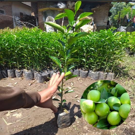 10 Bibit Jeruk Nipis Jeruk Pecel Super Lazada Indonesia