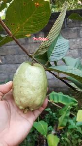 Bibit Jambu Biji Farang