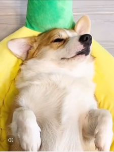 Pet Wipes Pet Teeth Cleaning Pet Ear Wipes Pet Eye Wipes Grooming Tear Stain Remover Cleaning Wet Tissue Wet Wipes