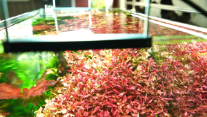 Đèn LED Chihiros WRGB 2 cho bể cá thuỷ sinh