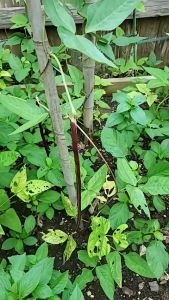 VALUE PACK (10 SEEDS) LONG PURPLE SITAW/OPV/SCARLET F1/PURPLE MAX COLOR/HYBRID/EASY TO GROW