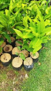Paket 5 Bibit Jambu Air Black Diamond