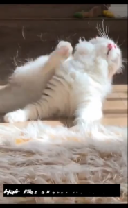 3 In 1 Cat Brush Cat Shaver Steamy Electric Anti-splashing Cat Brush with Steam Spray Massage Pet