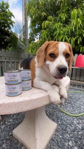 DeliSci Excella for Dogs อาหารสำหรับแมว-สุนัขป่วย หลังผ่าตัด กำลังพักฟื้น Sz.80-185-400g.(Vetsynova)