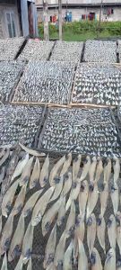 Khô Cá Đù Nhỏ Được Rất Nhiều Con Vị Mặn Vừa Ăn– Đặc Sản Đất Mũi Minh Triết