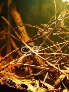 Decorative South American Aquarium Landscape Yellow Pear Leaf Branches Natural Shell Decoration Aquarium Scenery Accessories