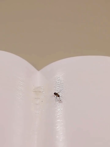 Set 10 Miếng Keo Dính Ruồi Kích Thích Ruồi Miếng Dán Ruồi Côn Trùng Bọ Quán Ăn Nhà Ở Không Độc Hại