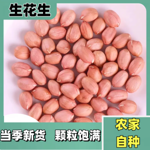  Large Grain Peanuts Directly Edible New Stockpile Can Be Eaten Fried Or Soup Made Or Oil Extraction Suitable for Baking