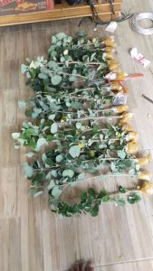 WARU JEPANG ORIGINAL BAHAN BONSAI IMPORT