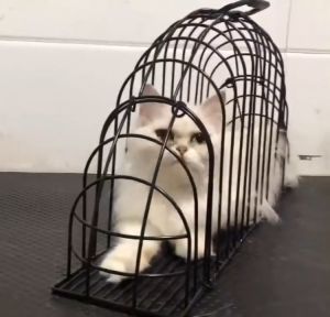 Cat Bathing Cage/Bath Cage Sangkar Mandi Kucing 22 x5.3 x10.5 H