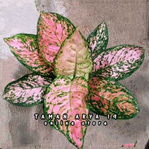 Tanaman hias aglonema runi pink dewasa 7 8 9 daun
