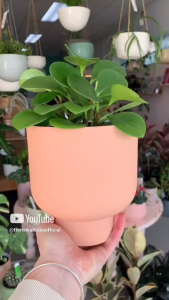 tanaman hias Peperomia obtusifolia Green Gold