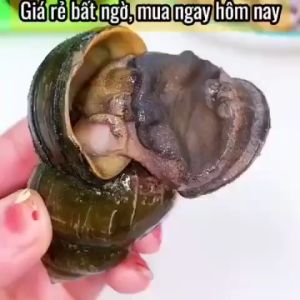 Kìm tách hàu 4in1cắt đuôi vỏ ốc đa chức năng bằng thép trắng không gỉ cao cấp