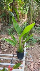 Chậu cây Chuối Rẻ Quạt - Tổng thể tầm 40-50 cm - Cây hoa trắng - Trang trí sân vườn ban công quán cafe!