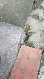 tungku aroma terapi tanah liat / gerabah