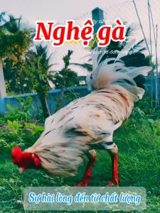 250g Bột Nghệ đỏ cao cấp cho gà đá thơm mịn bám dính Nam Nguyễn