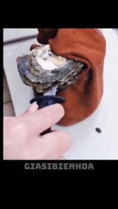 Dao Tách Vỏ Hàu Tiện Dụng