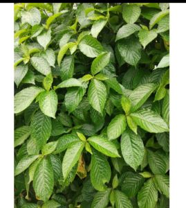 Daun Pecah Beling fresh / Segar 200 keping daun